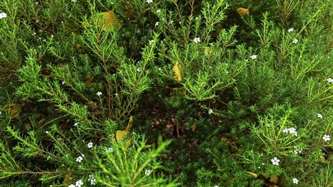 Coleonema or Diosma Stock Footage 302572168