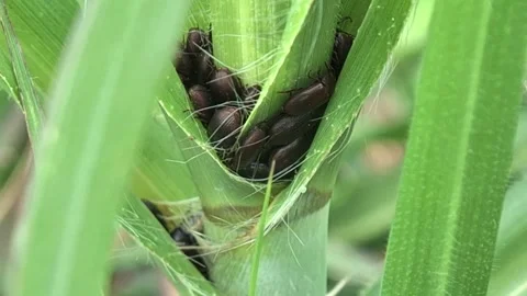 Coleoptera Stock Footage 289609924