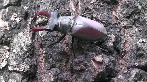Coleoptera Lucanidae Stag beetle or Lucanus cervus alarmed and runs Stock Footage 71479986
