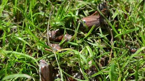 Coleopteran brown bugs grub in the small  grass Stock Footage 36263723