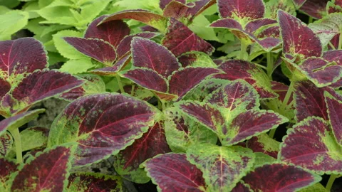 Coleos Stock Footage 221365277