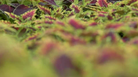 Coleos Stock Footage 221516008