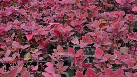 Coleos Stock Footage 221516066