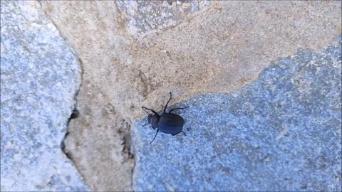 Coleottero nero Видео 163224997