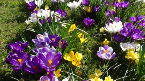 Colered crocuses in the grass. Stock Footage 47794290