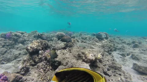 Colerful fish underwater Stock Footage 52849582