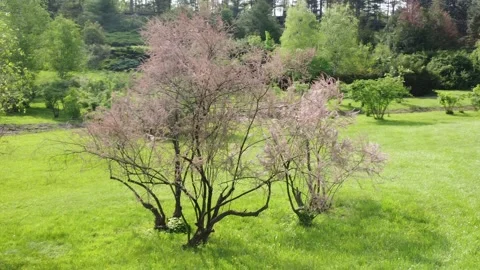 Cole's Select Serviceberry Stock Footage 273065098