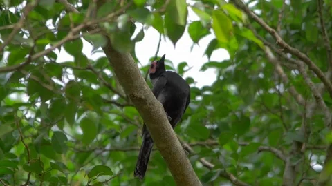 Coleto Black Bird Pink Head Flies Off Br Stock Video Pond5