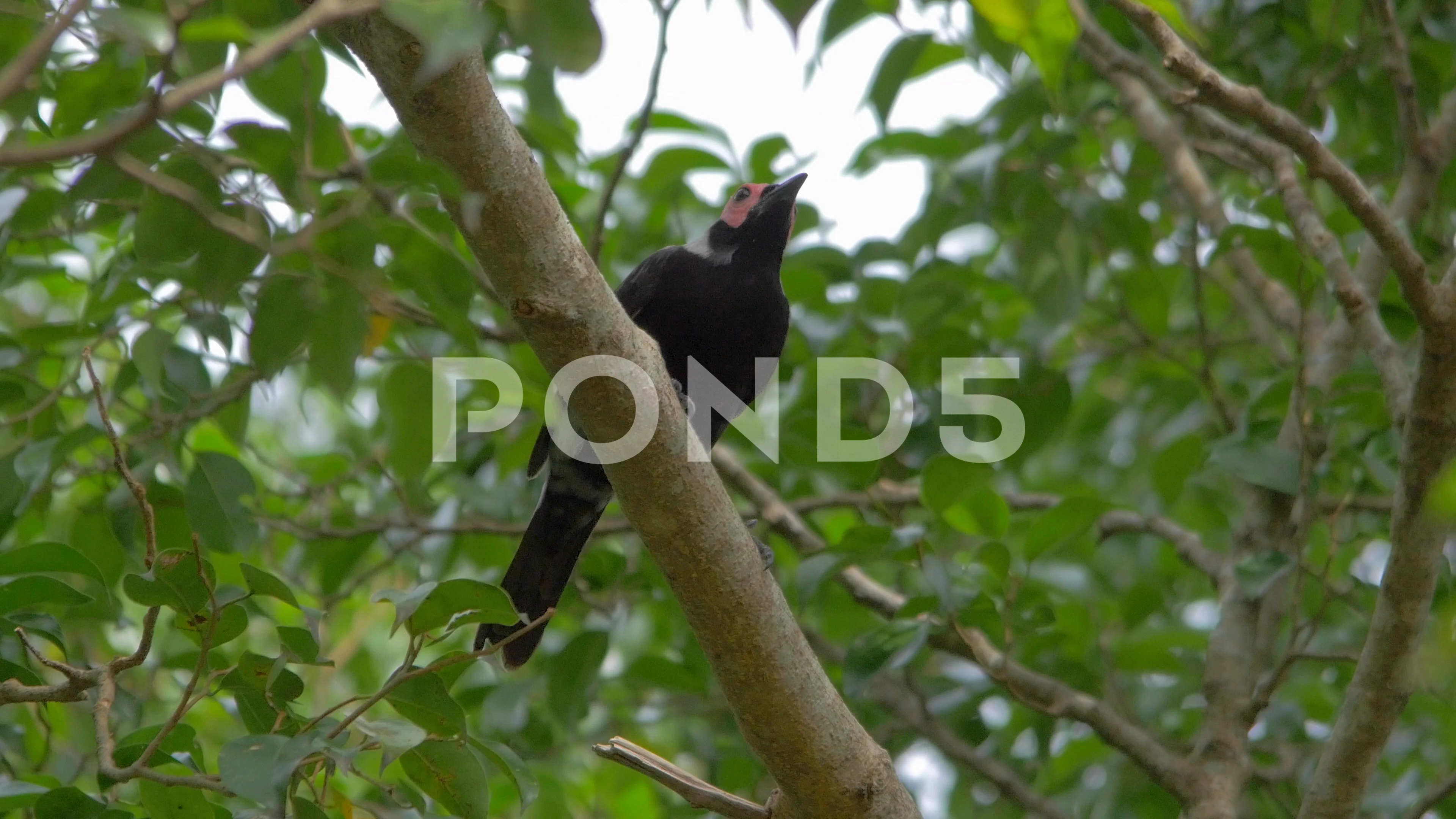 Coleto Black Bird Pink Head On Branch Stock Video Pond5