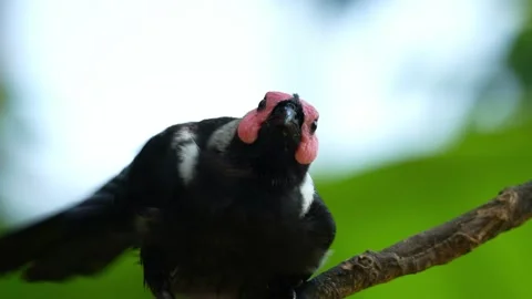A Coleto (Sarcops calvus) perches on a tree branch, ruffling its feathers and 스톡 동영상 334197050