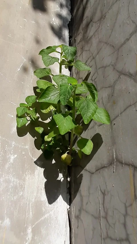 Coleus amboinicus on Wall Stock-Footage 313603661