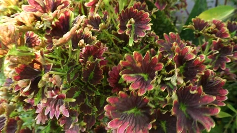 Coleus atropurpureus Stock Footage 218808941