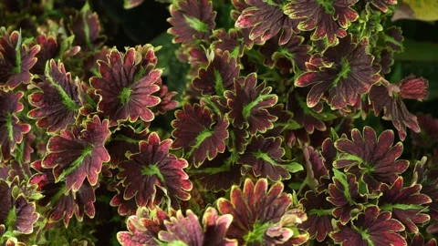 Coleus atropurpureus Stock Footage 218826828