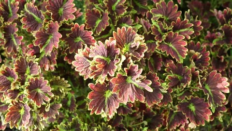 Coleus atropurpureus Stock Footage 218828054