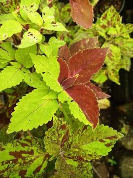 Coleus atropurpureus Stock Photos