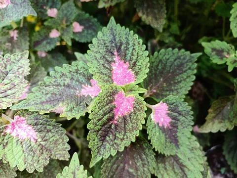 Coleus atropurpureus Stock Photos