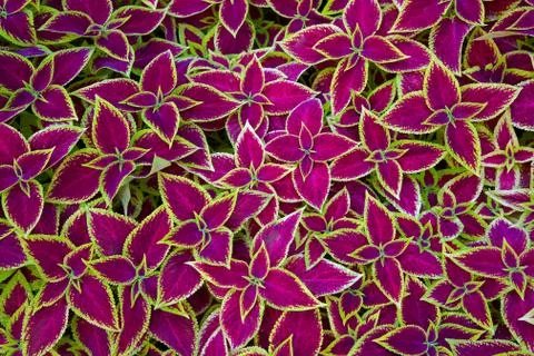 Coleus background Stock Photos