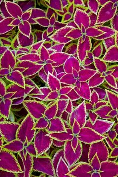 Coleus background Stock Photos