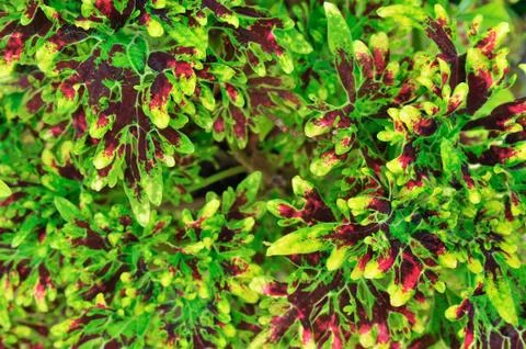 Coleus background Stock Photos