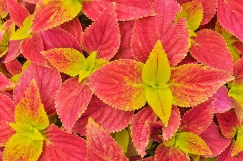 Coleus background Fotos Stock