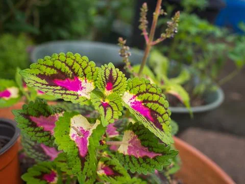 Coleus blumei Stock Photos