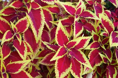 Coleus bush Stock Photos