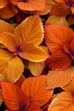 Coleus Campfire Plants Stock Photos