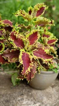 Coleus closeup Stock Photos