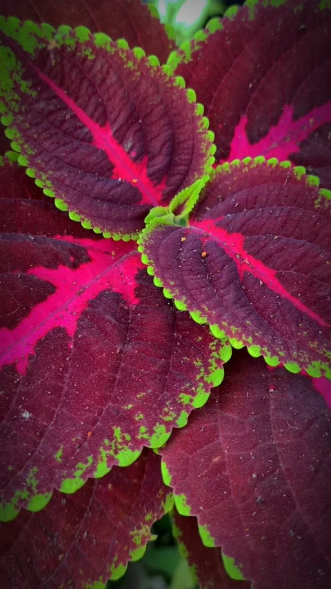 Coleus Flower 動画素材 215493817