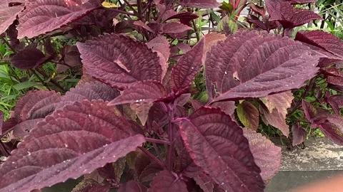 Coleus flower with a natural background Stock Footage 263995585