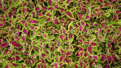 A coleus flower Stock Photos