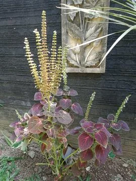 Coleus flower Stock Photos
