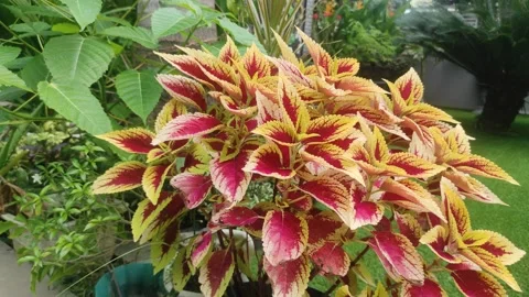 Coleus Stock Footage 204030525