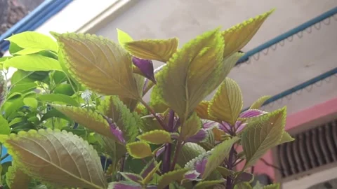 Coleus Видео 330211328