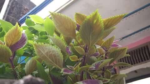 Coleus Video stock 330211342