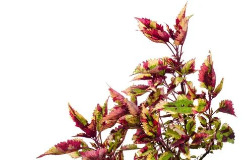 Coleus isolated on white background Stock Photos