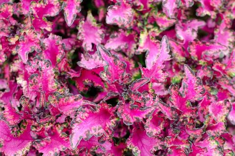 Coleus leaf background Stock Photos