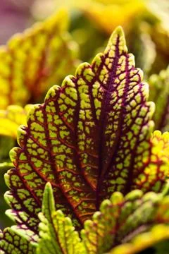 Coleus Leaf Closeup Stock Photos