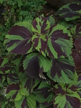 Coleus Leaf Stock Photos