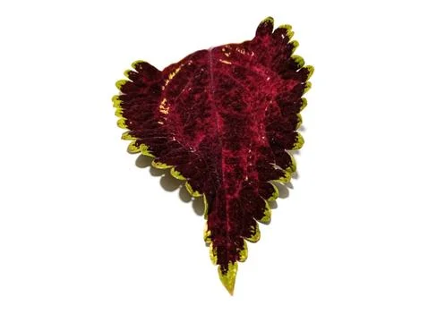 Coleus leaf Stock-Fotos