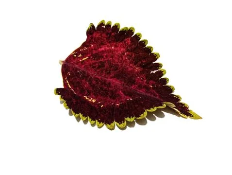 Coleus leaf Stock-Fotos