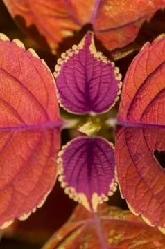 Coleus leaves background Stock Photos