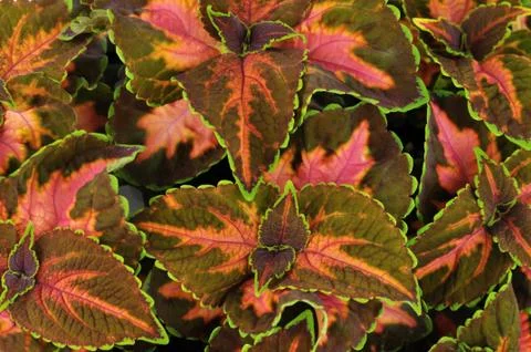 Coleus leaves Stock Photos