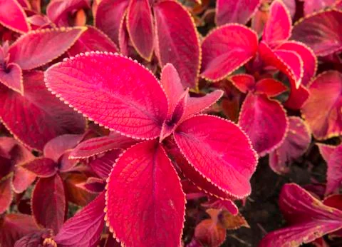 Coleus leaves Stock Photos