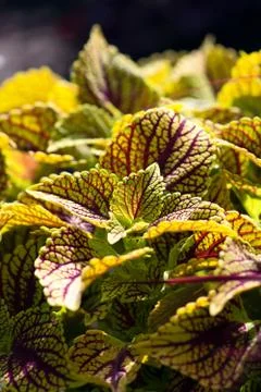 Coleus Leaves Stock Photos