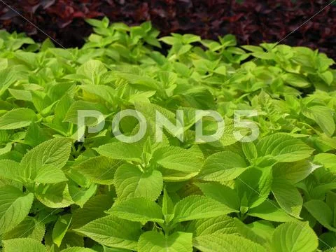 Coleus nettle plant Stock Photos