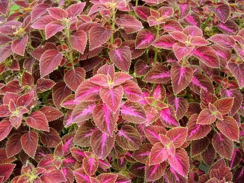 Coleus or Painted Nettle background Stock Photos