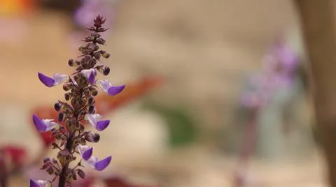 Coleus Stock Photos