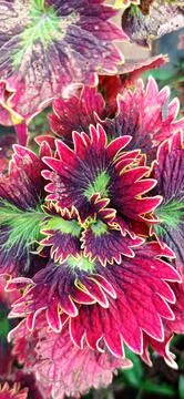 Coleus Stock Photos