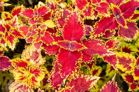 Coleus Foto stock